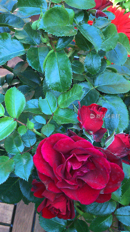 小天井玫瑰品种Rosa Ruby Romance上生长的红色玫瑰花的形象，具有郁郁葱葱的绿叶，花蕾，花瓣和芳香的花朵，开花微型玫瑰灌木，修剪整齐，以促进紧凑的生长和生长在小花园盆中
